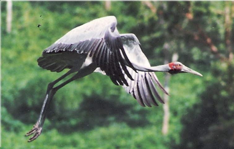 Victorian Premier Daniel Andrews Sanctions Mass Brolga Slaughter by Approving Dundonnell Wind&nbsp;Farm