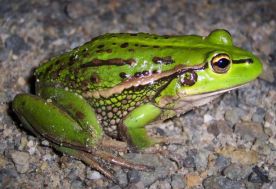 growling grass frog