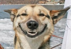 smiling-dog-2