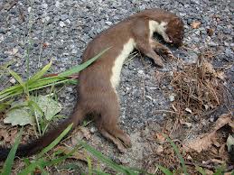 dead weasel