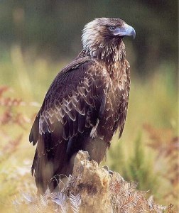 tasmanian-wedge-tailed-eagle-420x0