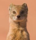 weasel