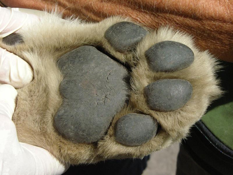 A Thorne in the paw of big&nbsp;wind