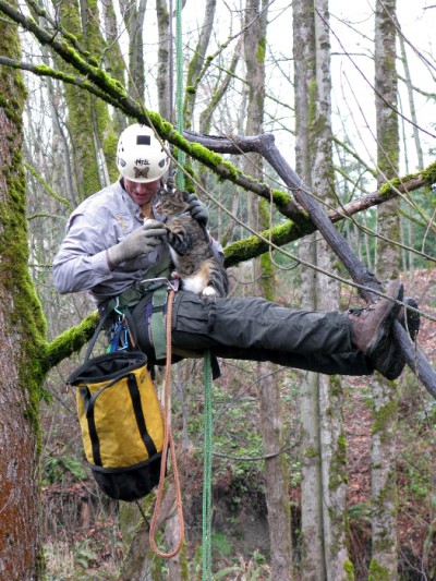 CatTreeRescue