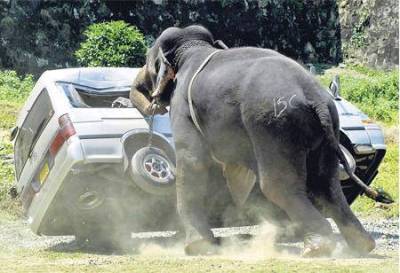 angry elephant