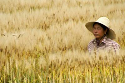 chinese-rice-farmer-michele-burgess