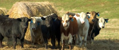 cows-hay