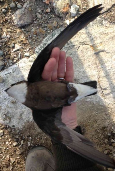 Twitchers given rare treat by&nbsp;turbine