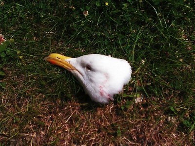Seagull_head_11