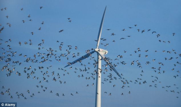 Bug’s Life: Bees & Other Flying Critters Being Wiped Out By Wind&nbsp;Turbines