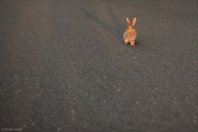 Bunny-in-the-Headlights