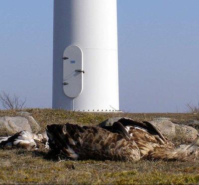 dead_eagle_at_base_of_turbine