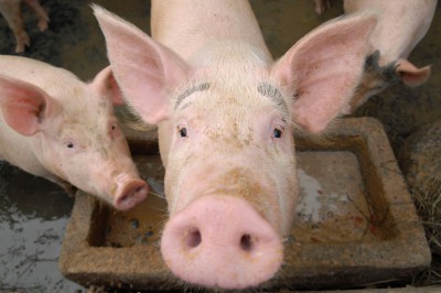 Heartless Hypocrites: Renewables Zealots Treat Jobless Thousands as ‘Collateral Damage’