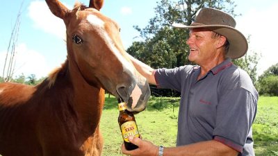 horse-drinks-beer