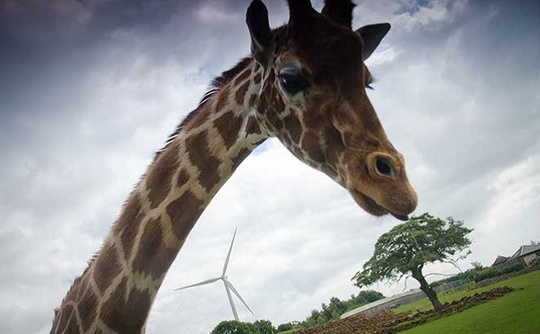 South Africa: Wind turbines are a rubbish&nbsp;idea