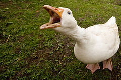 With wind energy, your goose is&nbsp;cooked