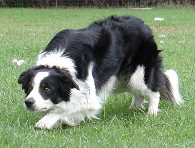 border-collie-16