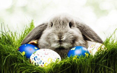 Easter-Bunny-Wallpapers-HD