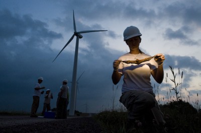 Bat Battle: Native Hawaiians Go to War with Wind Industry to Save Threatened Bat&nbsp;Species