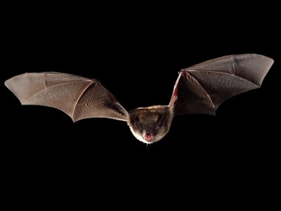 bat2
