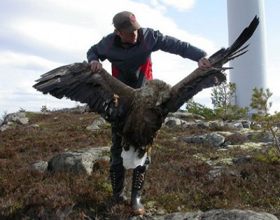 Wind Power: Unfolding Environmental Disaster – Entire Ecosystems&nbsp;Collapsing