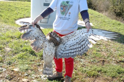 German Animal Lovers Boycott Wind Power: Vegans Incensed by Bloody Bird & Bat&nbsp;Slaughter