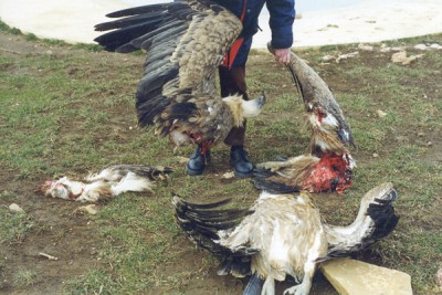 Not Content with Lying About its Bird Slaughter-Houses, Wind Industry Sues to Cover up Death Count&nbsp;Data