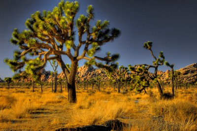 joshua trees