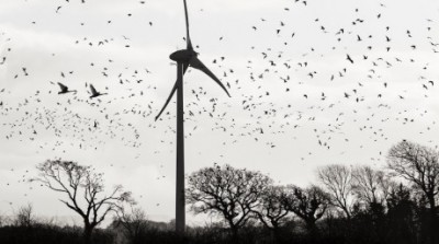 James Delingpole: Who Protects Britain’s Birds from the&nbsp;RSPB?