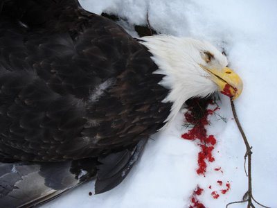 dead-baldeagle02