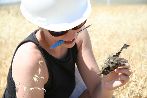 Pointless Wind Farm Carnage: British Study Confirms Wholesale Bat&nbsp;Slaughter