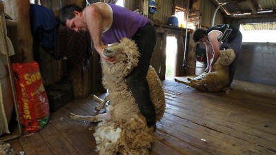 sheep-shearing