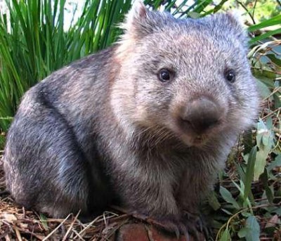 wombat