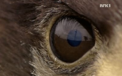 US Study Finds Wind Farms Slaughtering Local & Migrating Eagles&nbsp;Alike