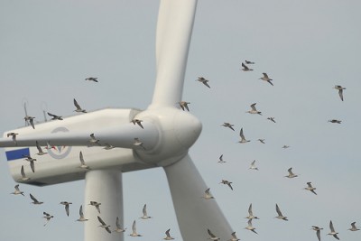 Not Green: Offshore Wind ‘Industry’ Destroying Fishing Grounds, Birds & Marine&nbsp;Life