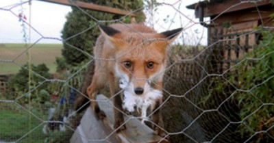Fox