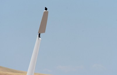 A raven sits atop one of the large blades of a dormant wind turbine at the mothballed Tres Vaqueros wind farm in the Altamont area of Contra Costa County, Calif., on Friday, May 8, 2015. The question of how many birds are killed on the Altamont Pass by the wind turbines located there has once again reared its ugly head. The number of estimated deaths due to the turbines ranges from zero to about 6,000 per year. This includes birds of all species including golden eagles. A new "background mortality" study, which will come up with estimates on how many birds in the area might be dying from causes other than the turbines, will be released soon. (Dan Honda/Bay Area News Group)
