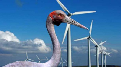 Brolga-and-wind-farm