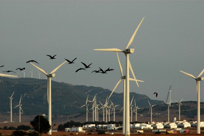 cranes_at_Tarifa_courtesy_of_COCN