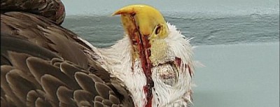 eagle-take-permits-dead-eagle