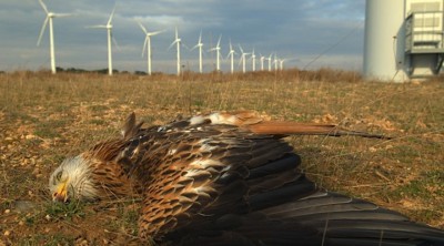 Industrialised Murder: Indian Study Shows Wind Turbines Slaughter 75% of Local&nbsp;Raptors