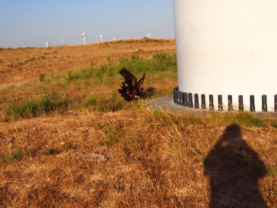 Environment Minister, Greg Hunt Backs Slaughter of ‘Protected’ Eagles With Taxpayer Underwritten ‘Loans’ for Wind&nbsp;Farms