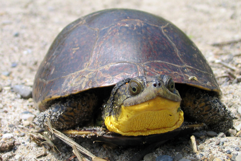 Fighting Ontario’s Orwellian Nightmare: Real Environmentalists Crush Wind Farm Plan – With Rare Turtle’s&nbsp;Help’