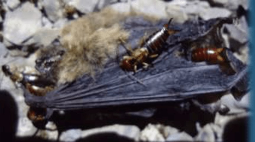 bugs-eating-bat