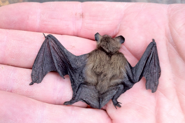 pipistrelle-bat