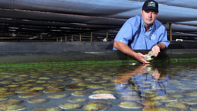 abalone-farm-ki