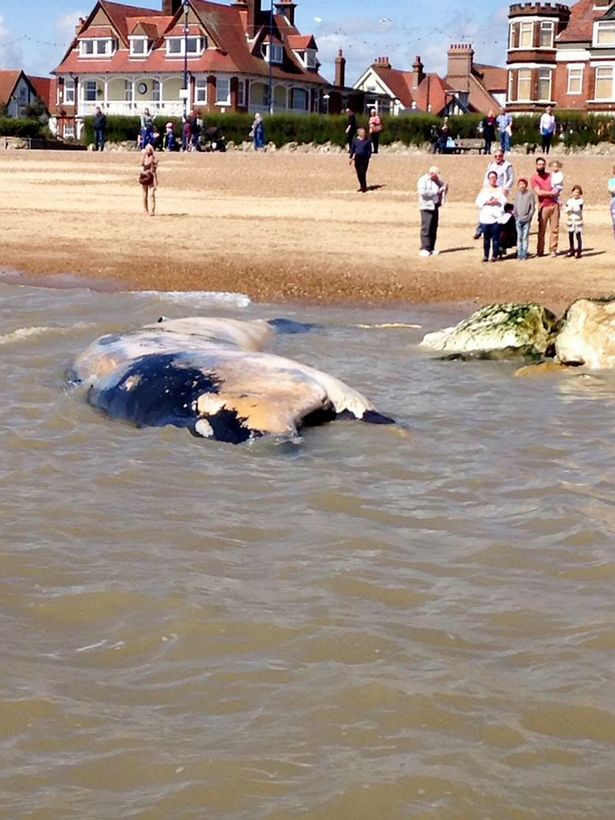 How ‘Green’ is Wind Power: Offshore Wind Farms Killing&nbsp;Whales