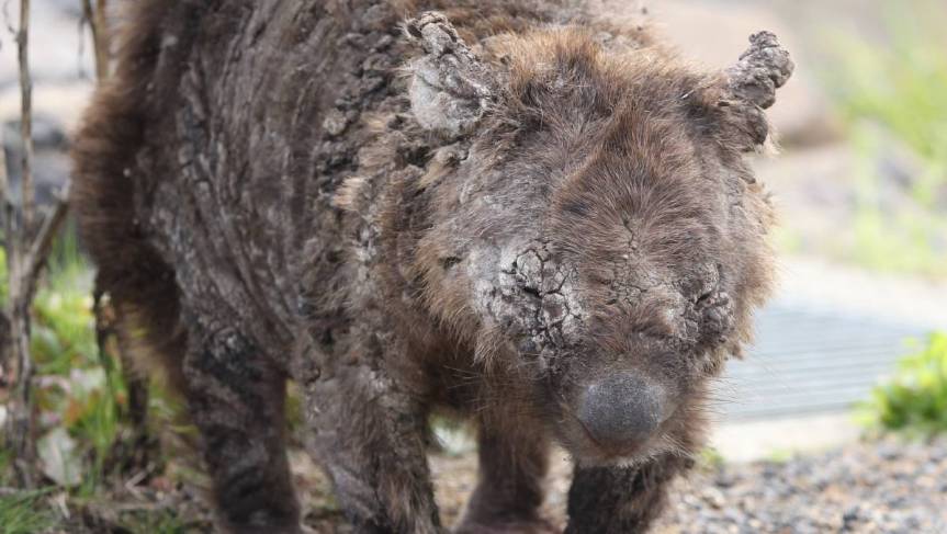 Tasmanian Wombats Suffering from Wind Turbine Noise &&nbsp;Vibration