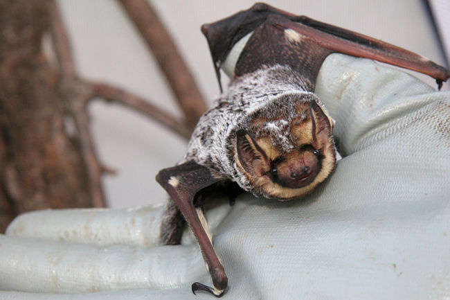 Battered: America’s Hoary Bats Belted to Kingdom Come by Wind&nbsp;Turbines