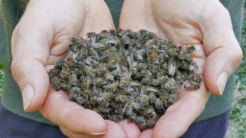 Busted Bugs: German Wind Turbines Demolishing 1,200 Tonnes of Insects Each&nbsp;Year